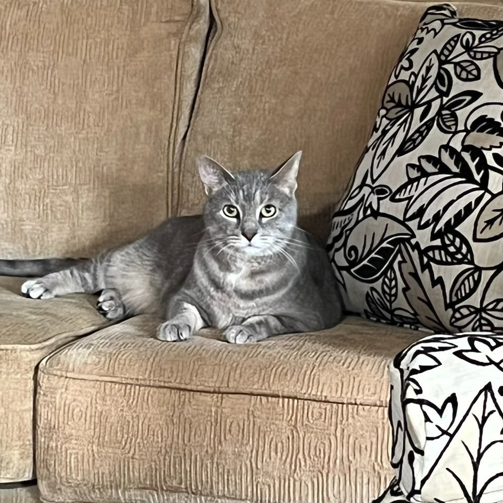 Meet your Posher, Allison